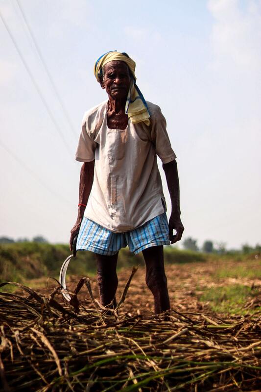 Indian farmer stands over cut crops in a field protesting.